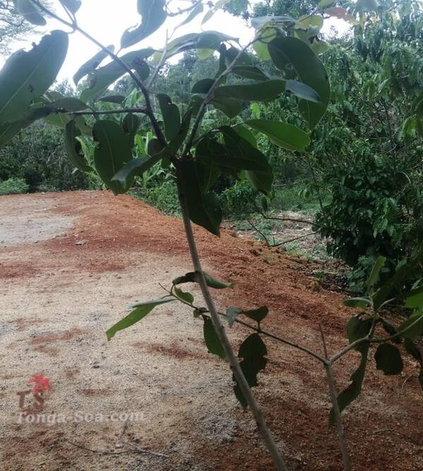 Photo 5