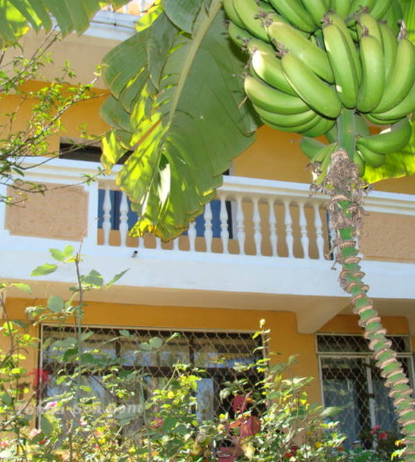 Photo 4