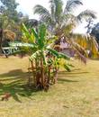 Miniature 4