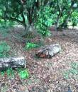 Miniature 5