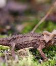 Miniature 3