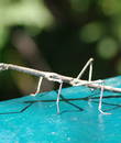 Miniature 5