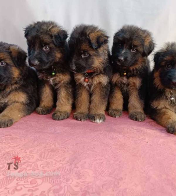 Achat  - Vente