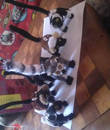 Miniature 2